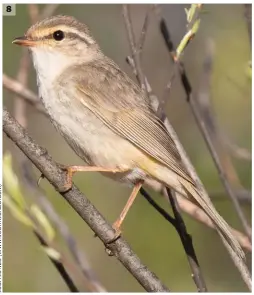  ??  ?? 8 Radde’s Warbler (Wuerqihan, Inner Mongolia, China, 5 June 2019). Radde’s Warbler is unknown in Britain in spring, but is included here for the sake of completene­ss. It looks a bit ‘scruffy’ compared with its fresh autumn appearance. The typical structural and plumage features can be seen here, although the whole appearance is a little more dull and faded.