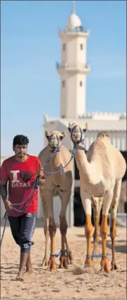  ?? ?? Un cuidador de camellos, junto a dos.
