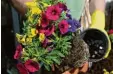  ?? Foto: Andrea Warnecke, dpa ?? Auf die Qualität der Blumenerde kommt es an.