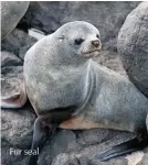  ??  ?? Fur seal