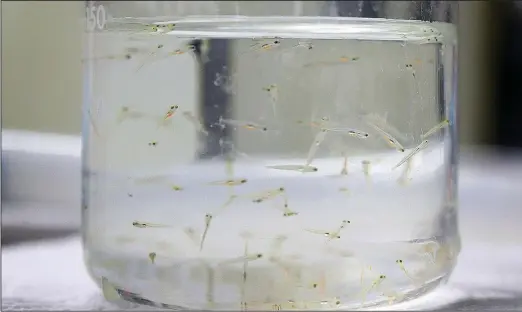  ?? (AP/St. Louis Post-Dispatch/Christian Gooden) ?? Big head carp larval fish sit ready for research July 20 at the U.S. Geological Survey facility in Columbia, Mo.