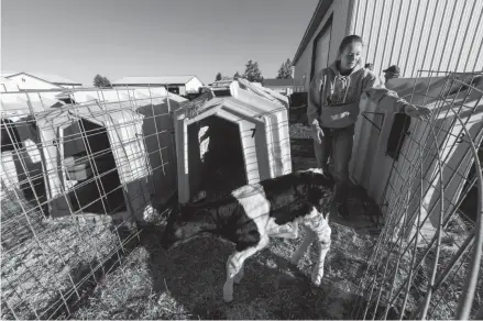  ?? MARK HOFFMAN / MILWAUKEE JOURNAL SENTINEL ?? Kristyn Nigon moves a young calf to its hutch.