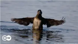  ??  ?? Un pato almizclero en el agua con las alas extendidas ("Biziura lobata").