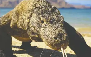  ??  ?? Komodo dragons inspire fear — but also awe, from a documentar­y viewer.