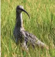  ?? Foto: Susanne Hoffmann ?? Der Große Brachvogel braucht gemähte Streuwiese­n.