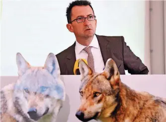  ?? FOTO: B&B ?? Unter Wölfen: Umweltmini­ster Reinhold Jost stellt seinen „Wolfsmanag­ementplan“vor.