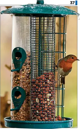  ??  ?? pecking order: A robin feasts on nuts from a mesh feeder