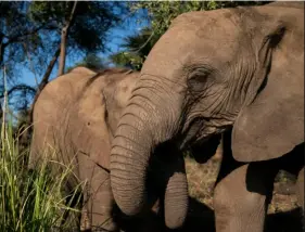  ?? Carolyn Van Houten/The Washington Post ?? Elephants at an orphanage run by Elephants Without Borders in Kasane, Botswana. The nation has 130,000 elephants, or nearly a third of the world’s population.