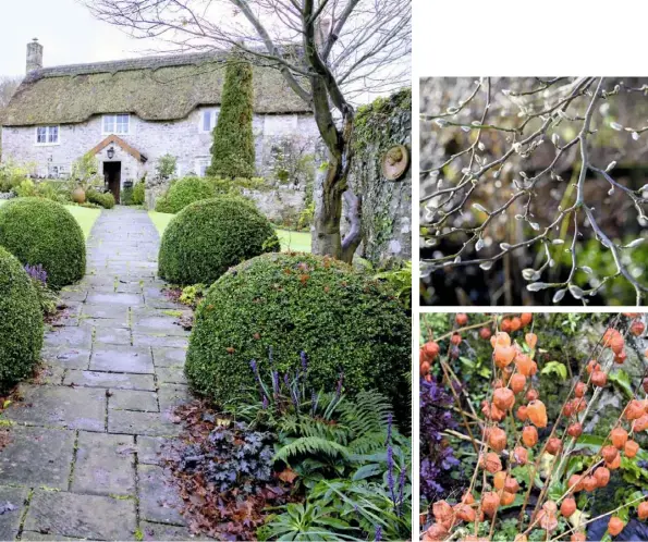  ??  ?? natural blend (clockwise from top left) Calamagros­tis, miscanthus and Stipa tenuissima by the gate; box domes line the path; furry buds of magnolia ‘Leonard Messel’; vivid orange physalis with purple pittosporu­m; Penny’s favourite vista – the garden view through the barn doors; a natural planting style suits the garden’s country setting among rolling hills