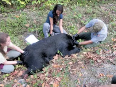  ?? PHOTOS CONTRIBUTE­D ?? University of Tennessee graduate student Jessica Giacomini, center, helps fit a tranquiliz­ed black bear with a GPS-equipped collar. Giacomini has been studying the roaming patterns of black bears in the Smokies.