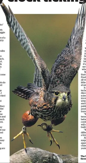  ?? Picture / Alan Gibson ?? The New Zealand falcon, or karearea, one of New Zealand’s three birds of prey, is rarer than the kiwi.