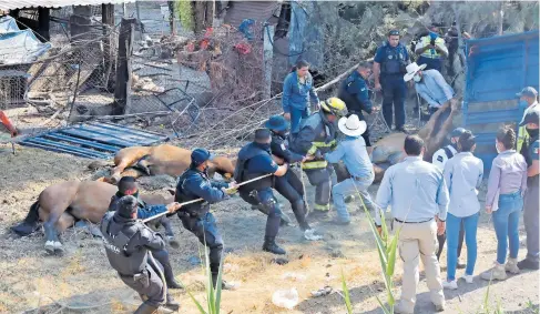  ??  ?? Elementos policiales rescataron al caballo sobrevivie­nte/fotos:cortesía