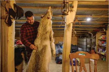  ?? ?? Kanapé displays a wolf hide at his cabin in the Canadian boreal forest of the La Haute-Côte-Nord municipali­ty west of Baie-Comeau, Quebec.