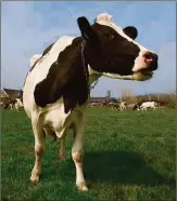  ??  ?? Cows: gregarious