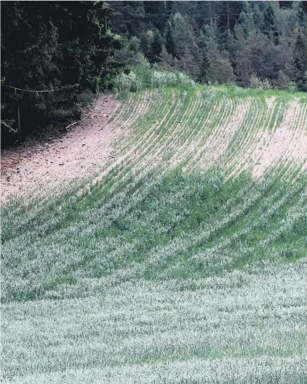  ??  ?? TØRKE: Tørken ødelegger store avlinger i Øst-Telemark. Telemark har hatt mange somre med enda mindre nedbør i