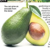  ??  ?? You can grow an avocado from the stone