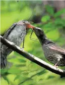  ?? Hakuren Kato via The New York Times ?? New research suggests that tough eggs carried by bugs that mimic plants may be spread by hungry birds to new locations.