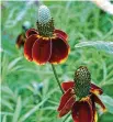  ?? Rich Olivieri/wildflower­haven.com ?? Mexican hat