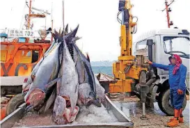  ?? [AP PHOTOS] ?? Fishermen at the Majuro port in the Marshall Islands unload yellowfin tuna on Feb. 1 for Luen Thai Fishing Venture, one of the companies that was supplying fish that entered the supply chain of Sea To Table. Men work around the clock, getting little pay.