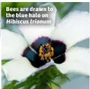  ??  ?? Bees are drawn to the blue halo on Hibiscus trionum