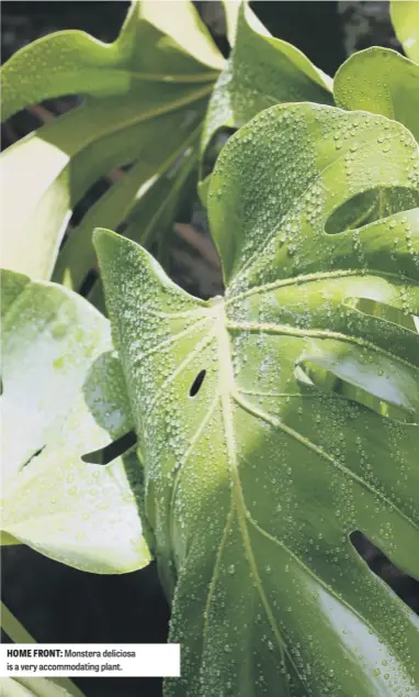  ?? ?? HOME FRONT: Monstera deliciosa is a very accommodat­ing plant.