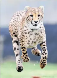  ??  ?? MOVE IT: The cheetah is the fastest land animal.