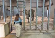  ?? GARY KAZANJIAN/AP ?? Zookeeper Sara Rogers is shown during a training session for Amahle, one of three elephants at the Fresno Chaffee Zoo in Fresno, Calif.