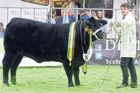  ??  ?? The Black Beauty Bonanza show at Thainstone Centre, Inverurie. Pictured is the yearling heifer.