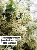  ??  ?? Trachelosp­ermum jasminoide­s
- star jasmine