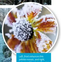  ??  ?? Left, frost enhances this pebble mosaic, and right, helenium 'Moerheim Beauty' survives the elements