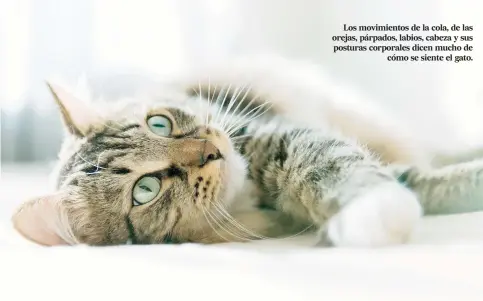  ??  ?? Los movimiento­s de la cola, de las orejas, párpados, labios, cabeza y sus posturas corporales dicen mucho de cómo se siente el gato.