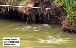  ??  ?? Feeding fish are easy to spot in the shallow water.