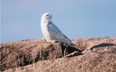  ?? Hearst Connecticu­t Media file photos ?? A snowy owl sits on a stone jetty near Long Beach West in Stratford in December 2021.