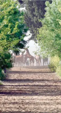  ?? — AFP ?? Horses run at a horse breeding farm, one of the oldest and largest farms in Algeria, perched on the high plateaux in the country’s Tiaret region.