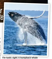  ?? Pictures: ALAMY/GETTY ?? Fin-tastic sight: A humpback whale in the bay. Above: Cape Hopewell Rocks, New Brunswick