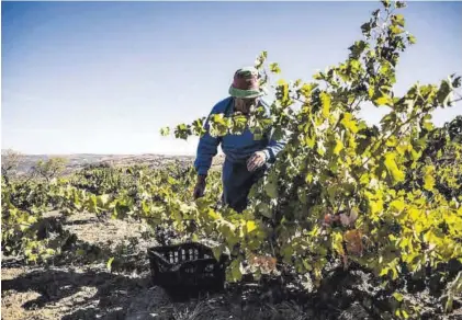  ?? EL PERIÓDICO ?? Un hombre trabaja en tareas agrícolas en una viña.