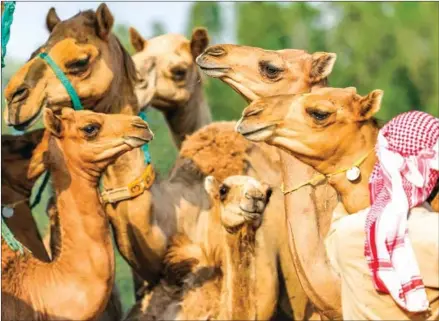  ?? AFP ?? This picture taken on June 4 shows cloned camel calves in a pen at the Reproducti­ve Biotechnol­ogy Center in Dubai.