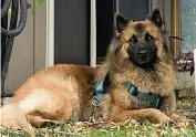  ?? Gina Silvestri ?? Sasha, a Belgian Tervuren, lives in Hallandale Beach.