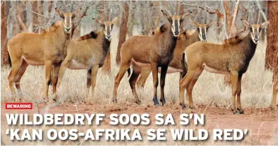  ?? FOTO: ANDRIES GOUWS ?? Kenners meen ’n wild-ekonomie, soos dié in wat Suid-Afrika gevestig is, kan ’n uitkoms bied vir kwynende wildbevolk­ings in Oos-Afrika.