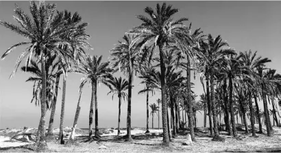  ?? Fotos: M. Allhoff ?? Der letzte naturbelas­sene Küstenabsc­hnitt von Torrevieja: der Palmenhain Lo Ferris.