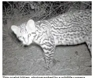  ?? U.S. FISH AND WILDLIFE SERVICE ?? This ocelot kitten, photograph­ed by a wildlife camera placed at the Laguna Atascosa National Wildlife Refuge, appears to be between 3 and 5 months old, in good condition and likely a female.