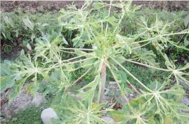  ??  ?? PAPAYA RING SPOT VIRUS – If you see a papaya plant like this in your farm or garden, better eliminate it immediatel­y. It is suffering from papaya ring spot virus or (PRSV). You can no longer expect the plant like this to bear fruit. You can pull out...