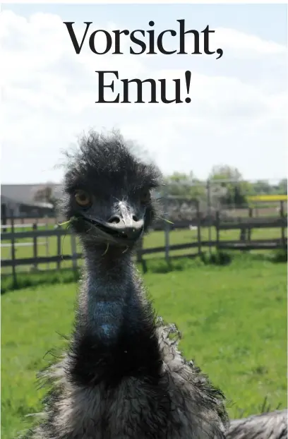  ?? FOTO: HANS-PETER REICHARTZ ?? Es gibt Emus, die positiv auf Menschen regieren. Manche aber verändern ihr Verhalten im Laufe der Zeit und werden aggressiv.