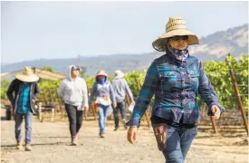  ?? Photos by Santiago Mejia / The Chronicle 2017 ?? Renteria 360 Vineyard in Rutherford, July 2017:Martha Delgado, from top, works among the rows; Marina Ventura pauses in bandanna and hat; Sabina Santiago (front) heads back to work after a break.