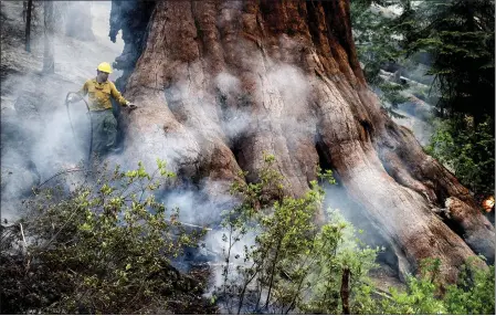  ?? NOAH BERGER — THE ASSOCIATED PRESS ?? A firefighte­r protects a sequoia tree as the Washburn fire burns in Mariposa Grove in Yosemite National Park on Friday.