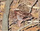  ?? ONTARIO VERNAL POOL ASSOCIATIO­N SPECIAL TO EXAMINER ?? The duck-like croaking of Wood Frogs is a signature sound of mid-April in the Kawarthas.