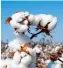  ?? ?? An increasing majority of consumers associate the Seal of Cotton with “sustainabl­e.”