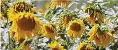  ?? Foto: dpa ?? Sogar Sonneblume­n macht das derzeitige heiße und trockene Wetter zu schaffen. Diese lassen schon die Köpfe hängen und brauchen dringend Wasser.