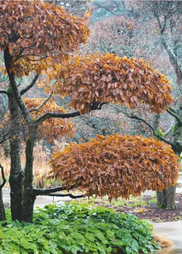  ??  ?? Preceding pages: The long pond in the reimagined walled garden. Left: The bold extension is linked to the Georgian house with mounds of the Japanese forest grass Hakonechlo­a macra. Above: Cloud-pruned hornbeams underplant­ed with Epimedium x rubrum