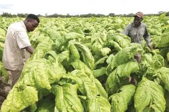  ?? —Picture: Memory Mangombe ?? Nyachidze Farm manager Mr Antony Salifi (right) and clerk Mr George Sibanda assess their ripening tobacco crop in Beatrice on Friday as the tobacco industry is poised for another potentiall­y positive season.
